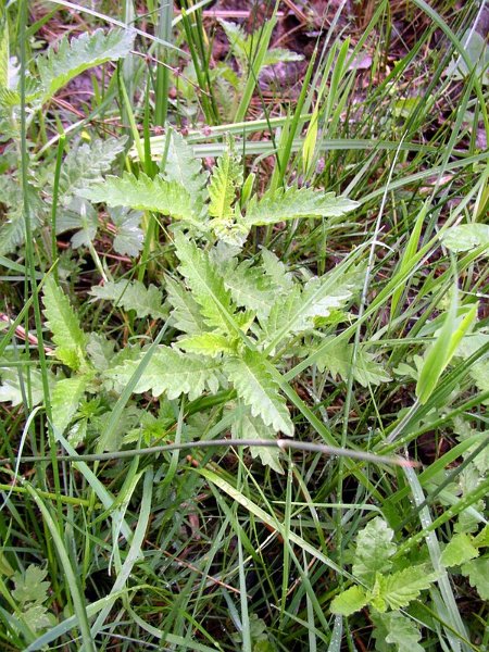 Lycopus europaeus Chanvre d'eau